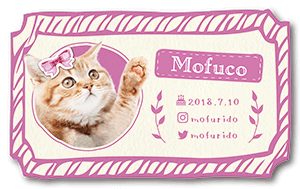 手書きフレーム型の猫のペット名刺