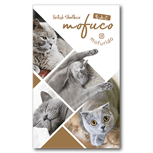 写真を4枚使用可能な猫のペット名刺