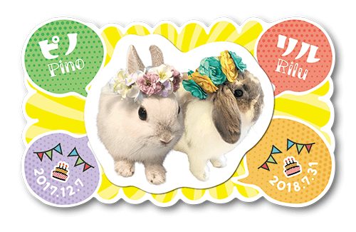 型抜きペット名刺の表面画像