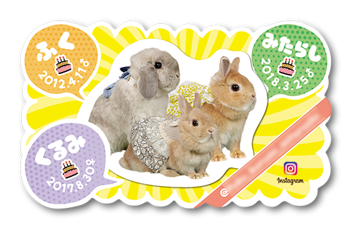うさぎ（3羽多頭飼い）の型抜きペット名刺画像