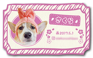 犬のペット名刺