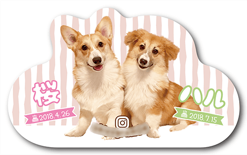 型抜きペット名刺の表面画像