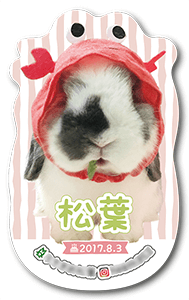 うさぎのペット名刺