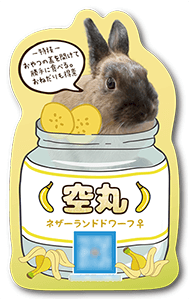 うさぎのペット名刺