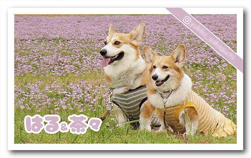 犬（多頭飼い）の長方形ペット名刺画像