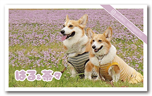 犬（多頭飼い）のペット名刺