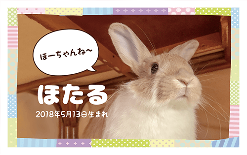 長方形ペット名刺の表面画像