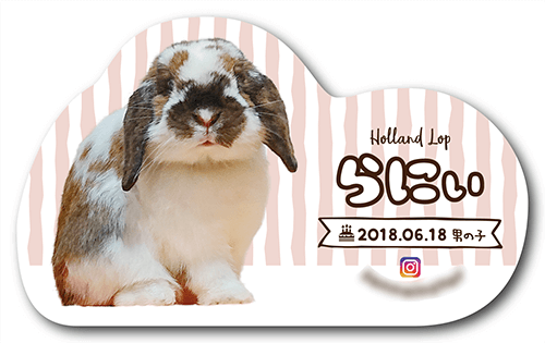 型抜きペット名刺の表面画像