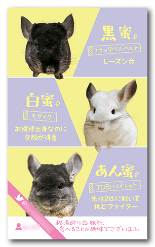 チンチラ（多頭飼い）のペット名刺画像