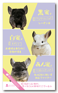 チンチラ（多頭飼い）のペット名刺