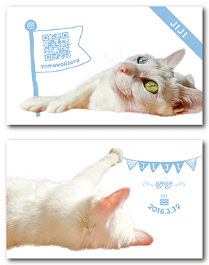 猫のペット名刺