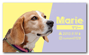 犬のペット名刺