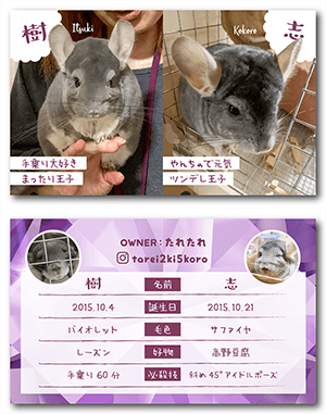 チンチラ（多頭飼い）のペット名刺