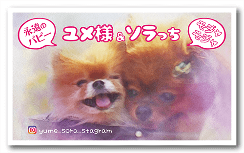 長方形ペット名刺の表面画像