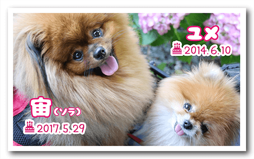 長方形ペット名刺の裏面画像