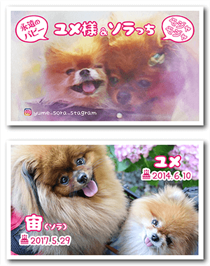 犬（多頭飼い）のペット名刺