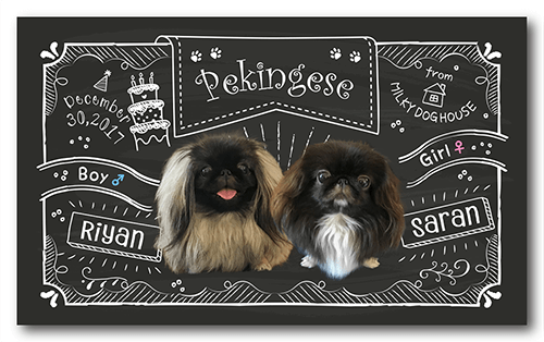 ペット名刺の表面画像