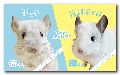 長方形ペット名刺の表面画像