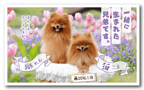 長方形ペット名刺の表面画像