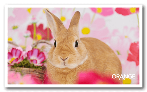 長方形ペット名刺の表面画像