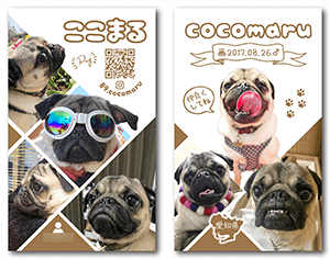 犬とうさぎの多頭飼いペット名刺