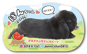 うさぎのペット名刺
