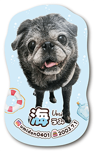 犬のペット名刺