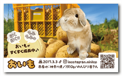 うさぎの長方形ペット名刺画像