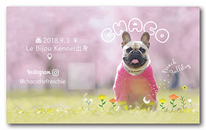 犬のペット名刺
