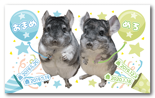 ペット名刺の表面画像