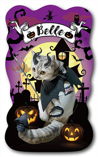 型抜きペット名刺の表面画像