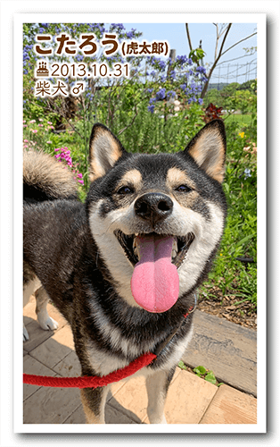 長方形ペット名刺の表面画像