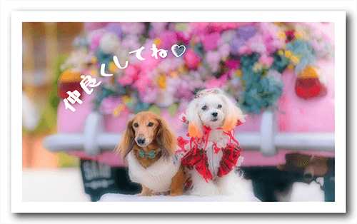 長方形ペット名刺の表面画像