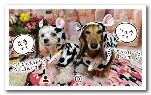 長方形ペット名刺の裏面画像