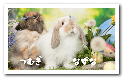 ペット名刺の表面画像