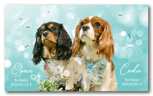 長方形ペット名刺の表面画像