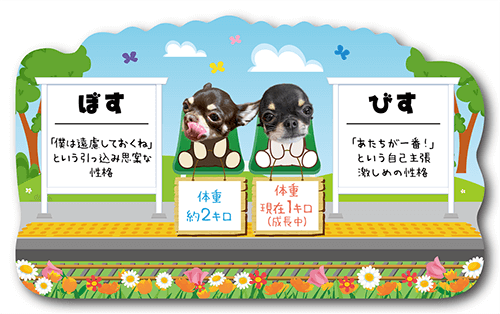 型抜きペット名刺の裏面画像