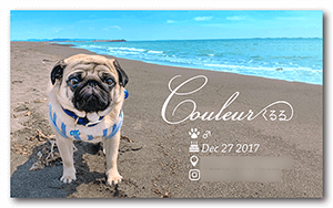 犬のペット名刺