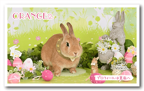 長方形ペット名刺の裏面画像