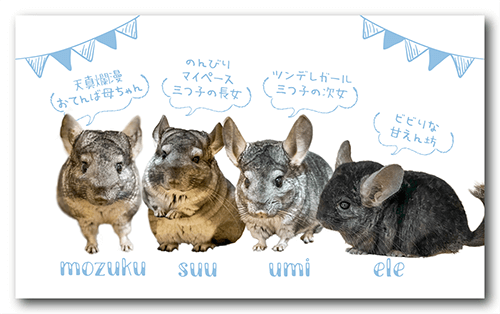 長方形ペット名刺の表面画像