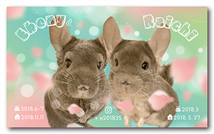 チンチラ（多頭飼い）のペット名刺