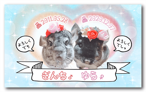 長方形ペット名刺の表面画像