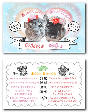 チンチラ（多頭飼い）のペット名刺