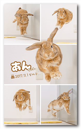 長方形ペット名刺の表面画像