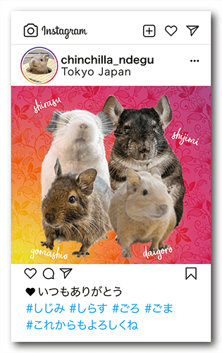 長方形ペット名刺の表面画像