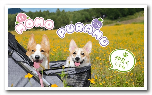 長方形ペット名刺の表面画像