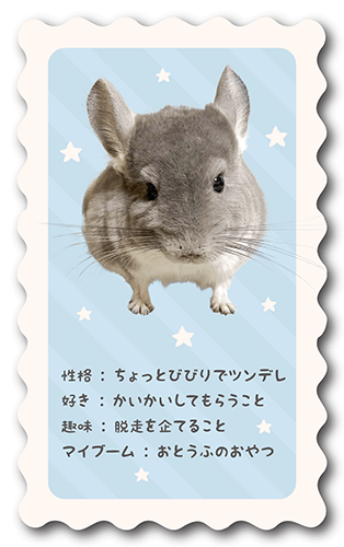 長方形ペット名刺の裏面画像