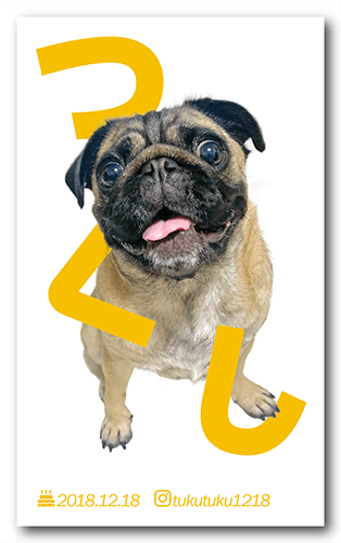 ペット名刺の表面画像