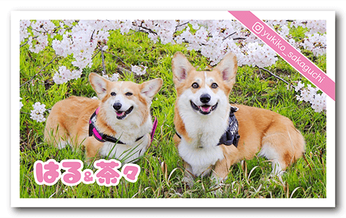 犬の長方形ペット名刺画像