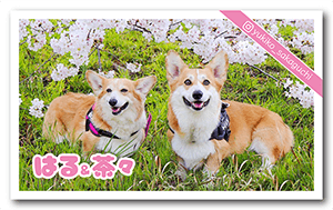 犬のペット名刺